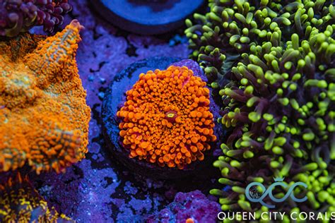 Ultra Bright Orange Ricordea Yuma Mushroom Queen City Corals
