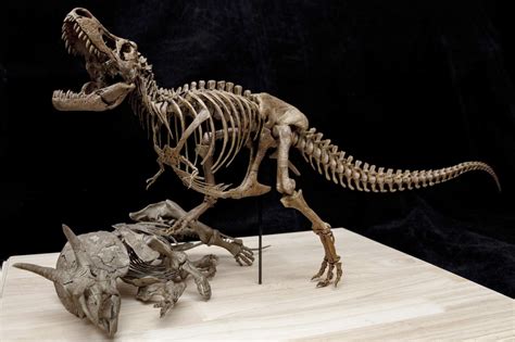 Tyrannosaurus Rex Vs Triceratops Scene Skeleton Model Lana Time Shop