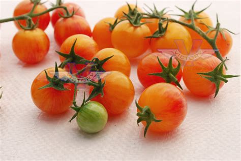 Tropical Sunset Tomato Victory Seeds® Victory Seed Company