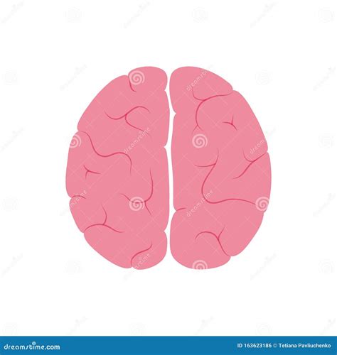 Vector Illustration Of Human Brain Anatomy Stock Vector Illustration