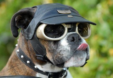 Doggles Gafas Para Perros Generan Millones ♚ Alvaro Jenniferg Dog