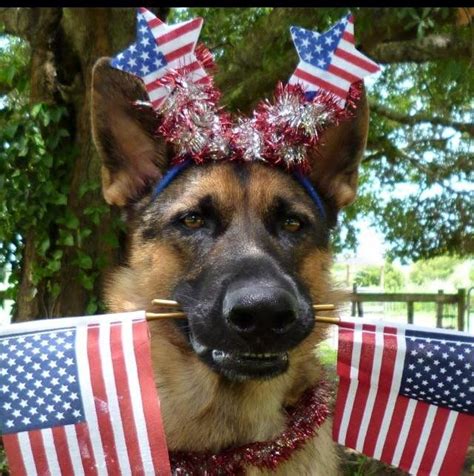 Patriotic Gsd Patriotic Pets Animal Photography Dog Pictures