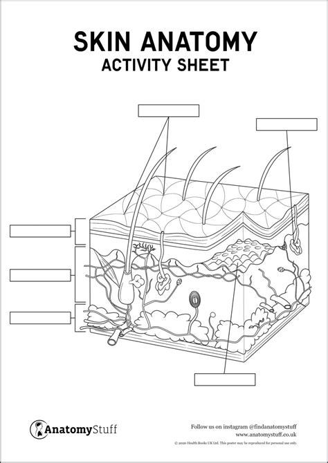 Skin Anatomy Activity Sheet Pdf