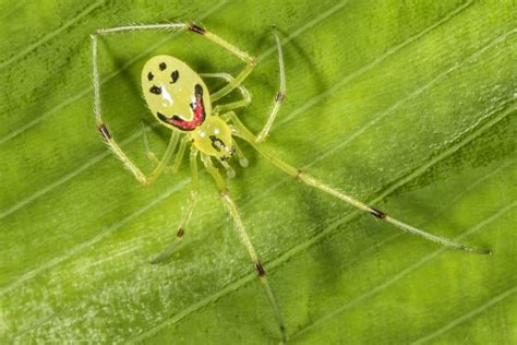 Nananana Makakiʻi Hawaiian Happy Face Spider Hawaii Forest Institute