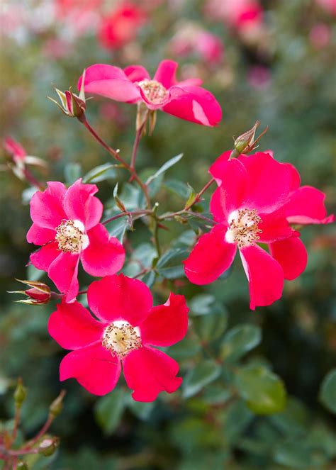 The 13 Best Summer Blooming Shrubs For Your Garden Better Homes And Gardens