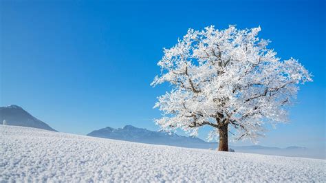 Snow Covered Trees Wallpaper