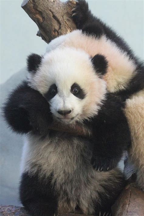 2014 01 16 Zoo Atlanta Lun Lun Mei Lun And Mei Huan 012 Baby Panda