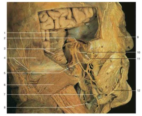 Bran And Cranial Nerves Facial Nerve Flashcards Quizlet