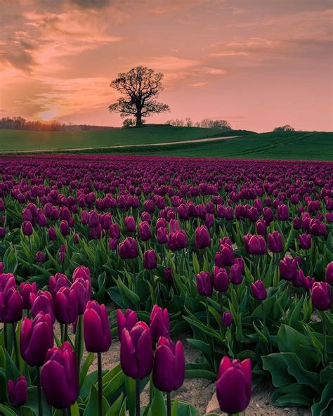Field Of Tulips In The Sunset 🌅 Photography By Unknown Photographer