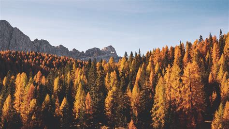 Download Wallpaper 1366x768 Trees Autumn Mountains Tablet Laptop Hd