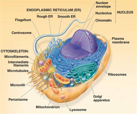 Maybe you would like to learn more about one of these? cells_animal.html 06_09aAnimalCell-L.jpg