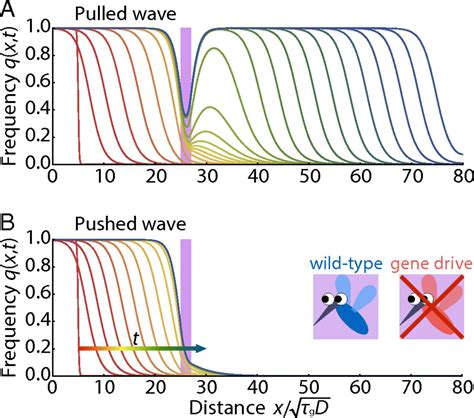 Spatial Gene Drives And Pushed Genetic Waves Pnas