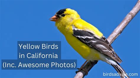 Birds Blog Archives Page 4 Of 21 Birds Advice