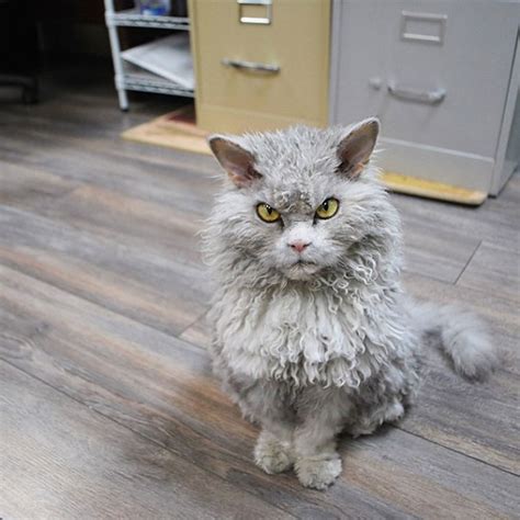 beautiful scowling curly haired cat
