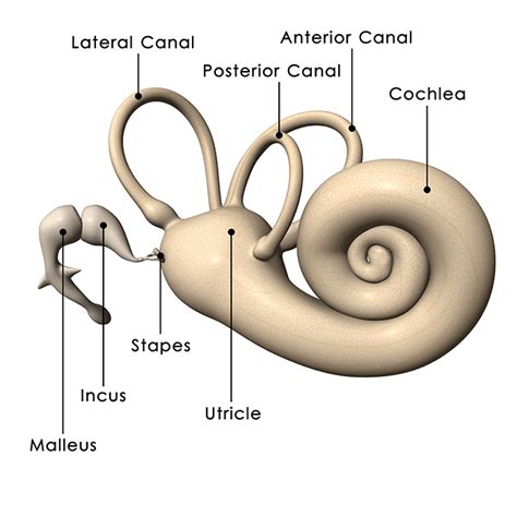 Ear Diagram To Label Ks2 Human Body Anatomy