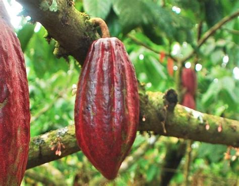 Rainforest Alliance Certified Cocoa Chocolate Tree Cacao Cocoa