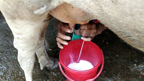 cow milking milking a cow by hand cow milking by village women youtube