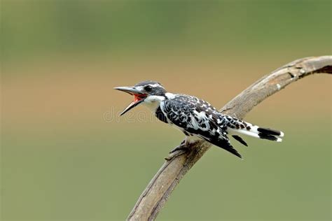 Bird Pied Kingfisher Thailand Stock Photo Image Of Aniaml