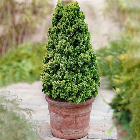 Buy Thuja Pyramidalis Aurea White Cedar Conifer Evergreen Garden