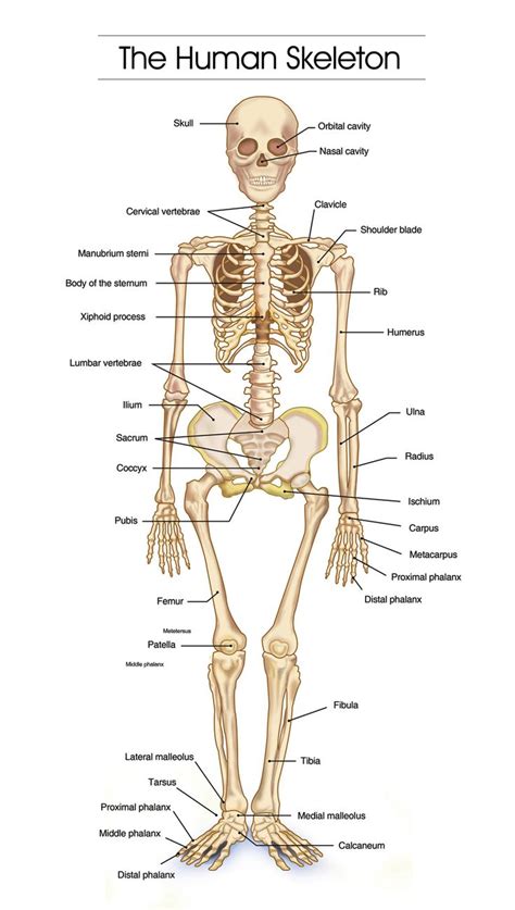 The Human Skeleton Is Shown With Labels On Each Side And Labeled In