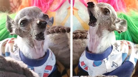 Happy Chihuahua With No Jaw Becomes Singing Sensation Youtube