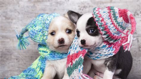 Two Cute Puppies With Hats And Scarves