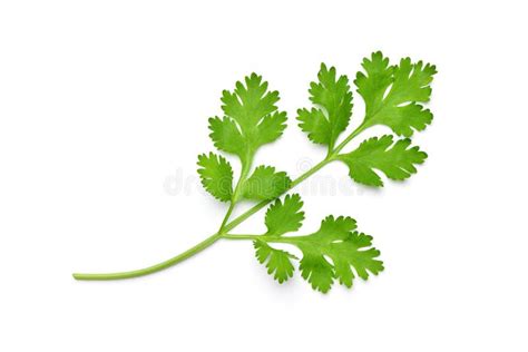 Fresh Coriander Leaves Stock Photo Image Of Collection 175762364