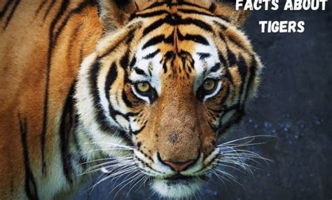 Interesting Facts About Tigers Remember Animals
