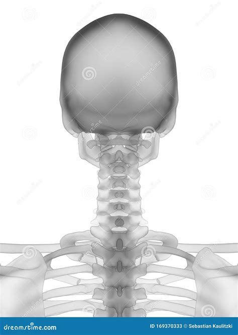 The Human Skeleton The Neck Stock Illustration Illustration Of
