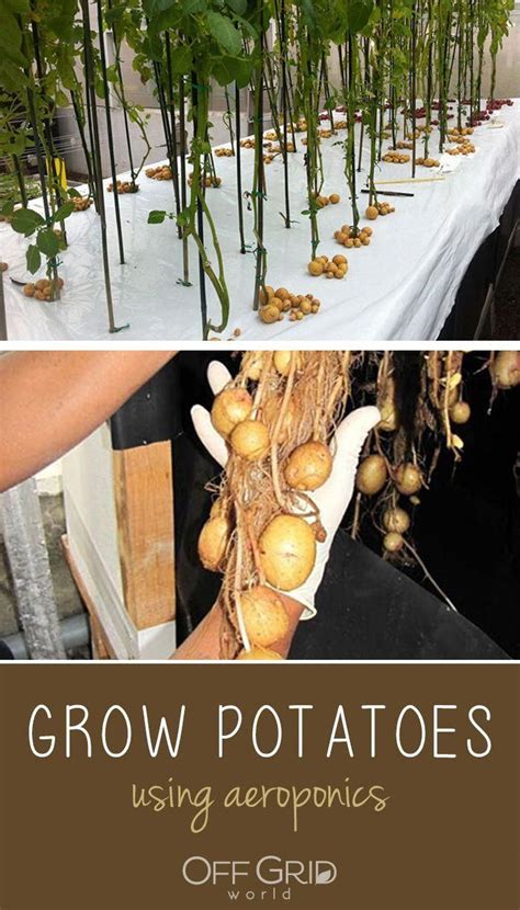 Growing Potatoes Using Aeroponics Growing Potatoes Aeroponics