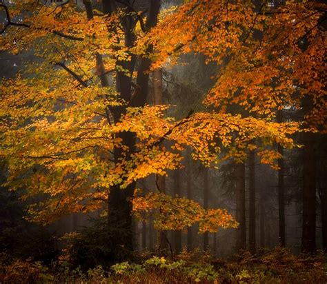 🇩🇪 Autumn Colours Thuringian Forest Germany By Heiko Gerlicher
