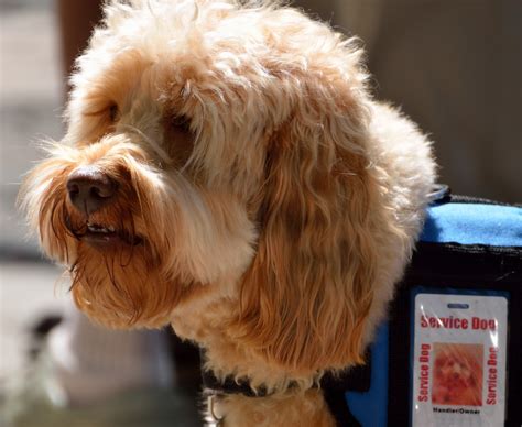 In an exclusive story, the post shared a number of accounts of candid dog owners in new york city who have simply bought bogus patches, vests and certificates that look like the real thing, slapped them on their dogs and now head off together pretty much anywhere they want to go without any trouble. 'Fake' Service Dog Certificates Being Used So Owners Can ...