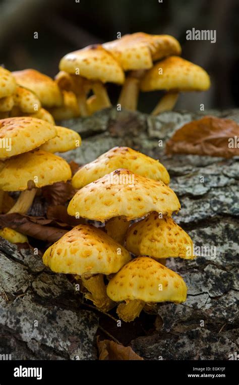 Golden Scalycap Toadstools Pholiota Aurivella On Beech Tree Stock