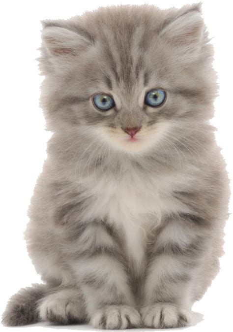 Bengal Cat Kitten Puppy Dog Cuteness Cute Cat Vector Png Download