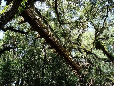 Early walkways consisted of bridges between trees in the canopy of a forest; Myakka Canopy Walkway (Sarasota) - The preserve offers ...