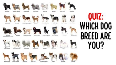 Quiz Number 113 With A Name The Dog Breeds Picture Round