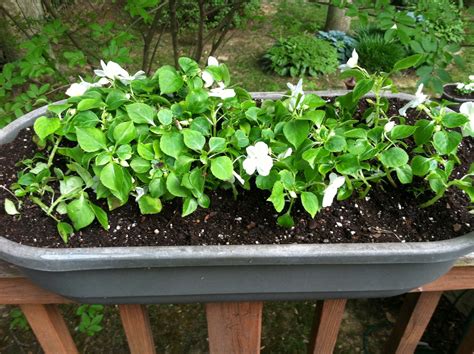 Home Food Garden White Impatiens Are Beautiful