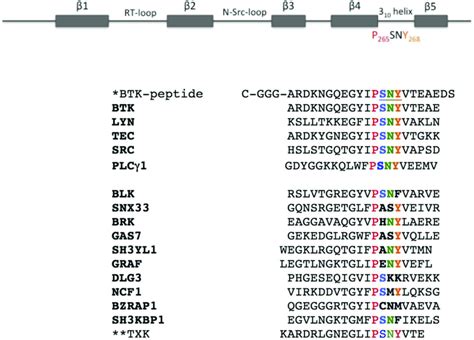 Schematic Visualization Of The Sh3 Domain And Sequence Alignment Of The