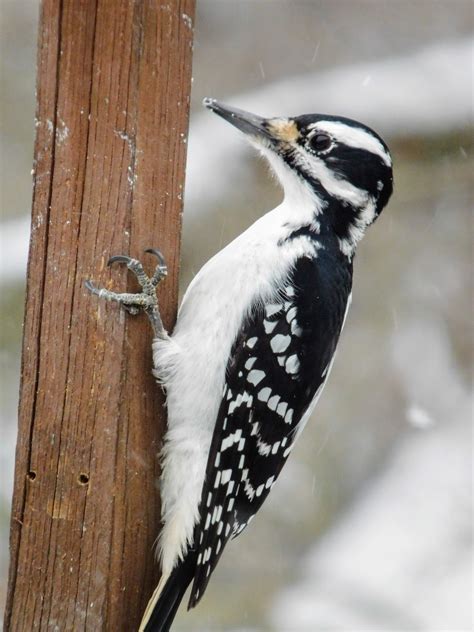 Downy Woodpecker Male Vs Female How To Tell The Difference Between