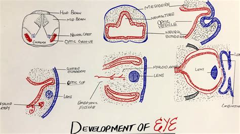 Embryology Of Eye Introduction To Eye Development Healthanddisease
