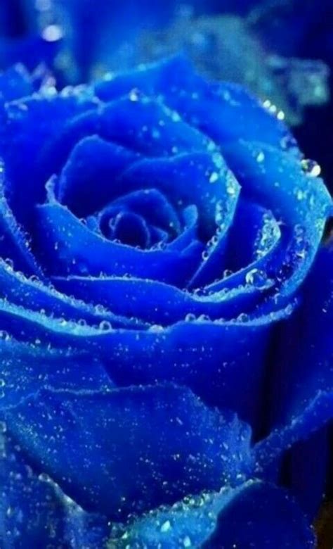 Pin By Cocos On Love Of Blues Rose Seeds Blue Roses Flower Seedlings