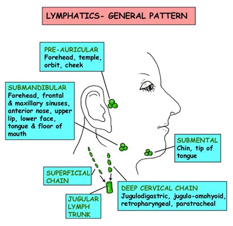 Instant Anatomy Head And Neck Vessels Lymphatics General