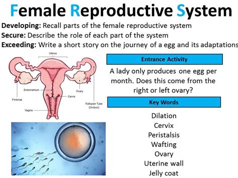 Gcse Biology Female Reproductive System Lesson Teaching Resources The Best Porn Website