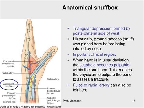 Anatomical Snuff Box Muscles What Is The Anatomical Snuff Box Human