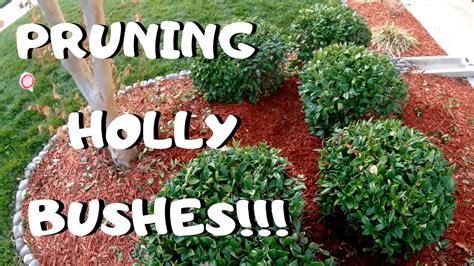 Pruning Holly Bushes I Winter Gardening Tips Youtube
