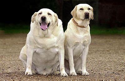 Overweight and obese dogs are typically inactive and spend a lot of time scarfing down their food. Fat Dogs | DogsAreTheCoolest