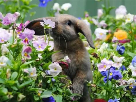 Smelling The Flowers With Images Smelling Flowers Animals Images