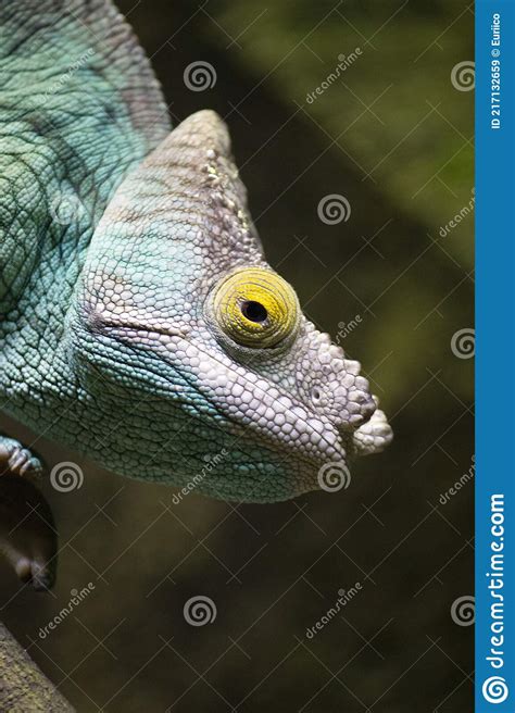 Chameleon Stereoscopic Vision Turquoise Blue And Purple Stock Image