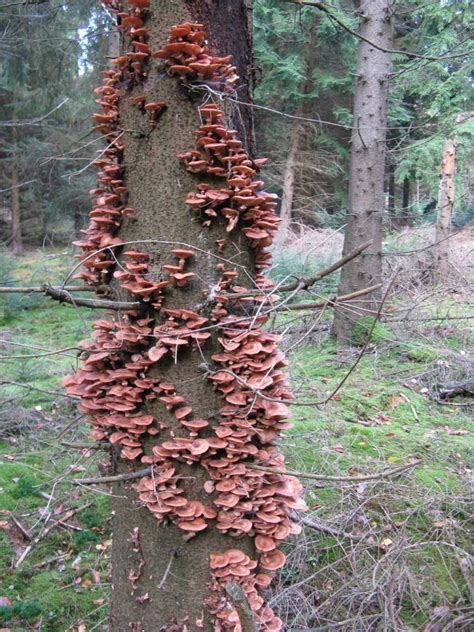 Giant Fungus Covering Over 2200 Acres Is The Largest Living Organism