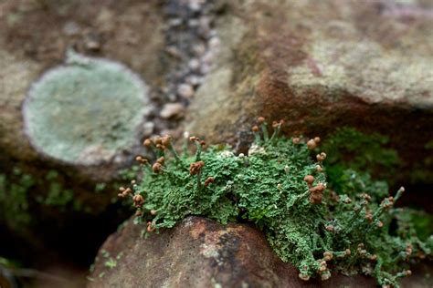 Cladonia Species Pixie Cups Along The Trail In Emerald Par Flickr